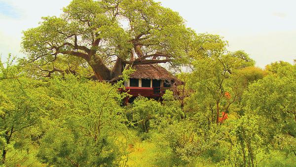 Tarangire Treetops Exterior View