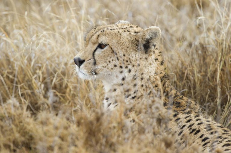 Cheetah in Grass Serengeti