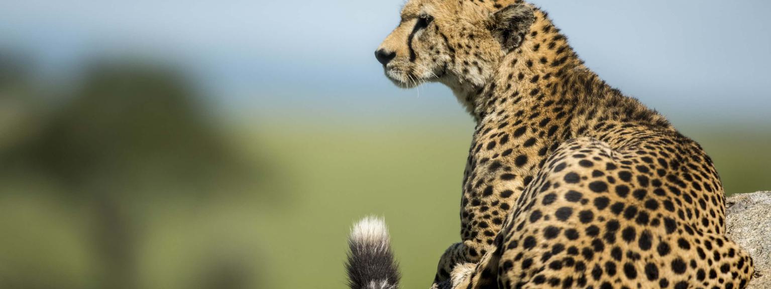 Cheetah lying on a rock Serengeti