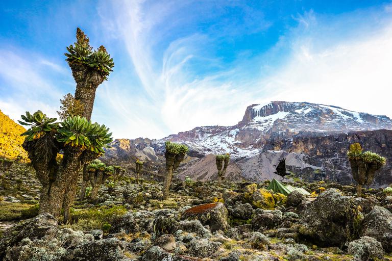 Mount Kilimanjaro Tents Camp SS