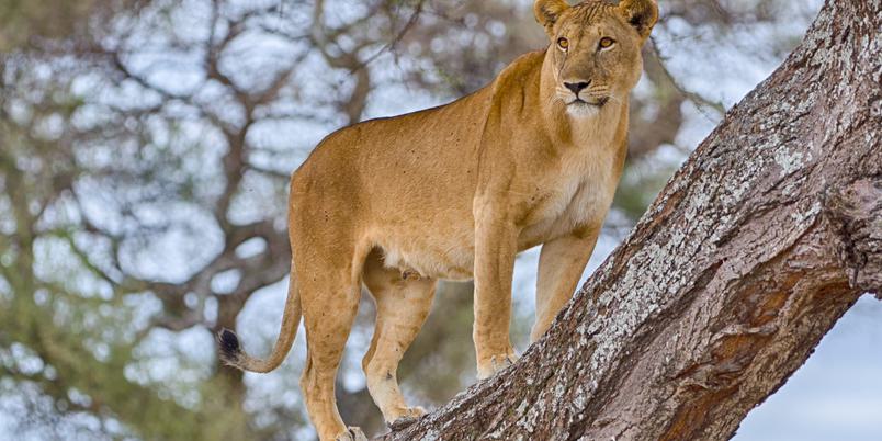Manyara lion in tree SS