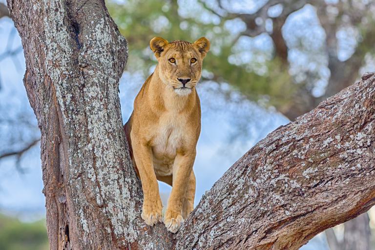 Manyara tree climbing lion looking at camera SS
