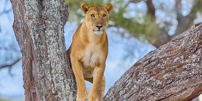 Manyara tree climbing lion looking at camera SS