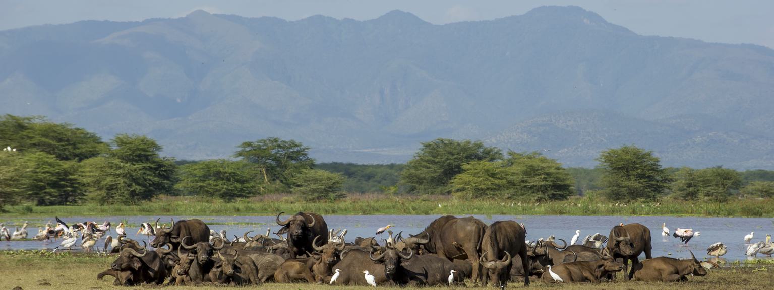 Wildlife at Lake Manyara Serena Safari Lodge