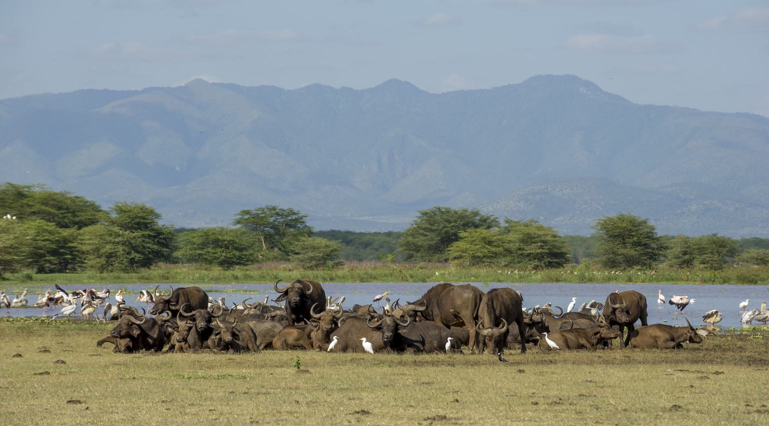 Wildlife at Lake Manyara Serena Safari Lodge