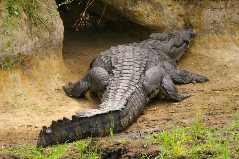 Crocodile on riverbank Katavi