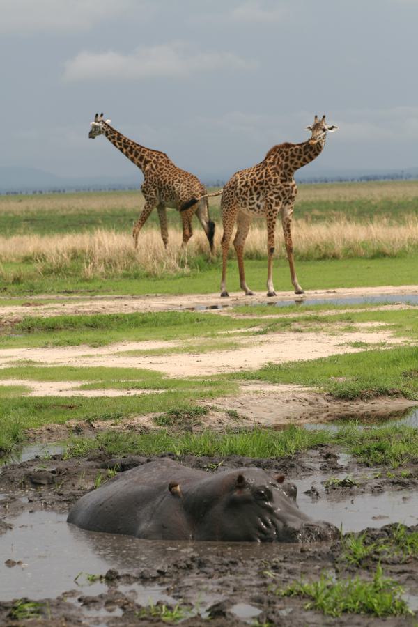 Hippo and giraffe Katavi portrait