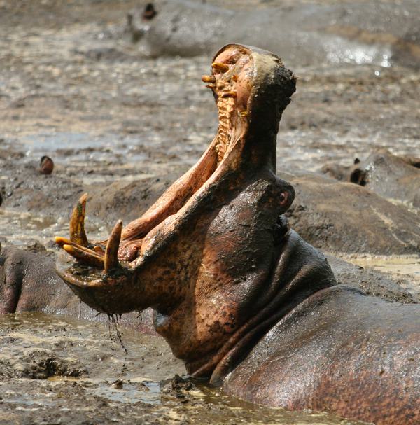 Hippo yawning Katavi