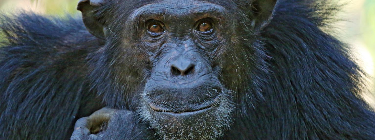 Mahale Chimp full face portrait