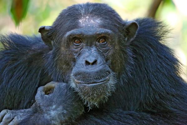Mahale Chimp full face portrait
