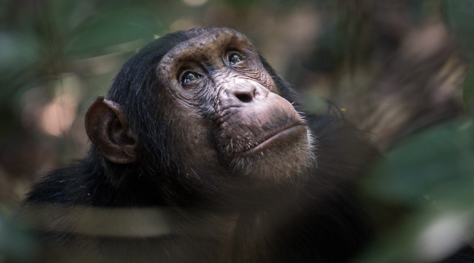 Mahale Chimp looking up