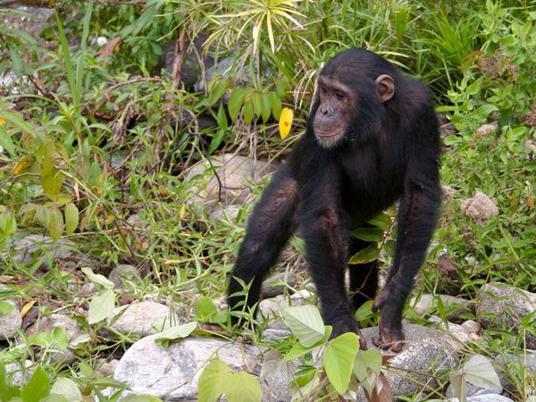 Mahale Chimpanzee Itinerary Hero SS