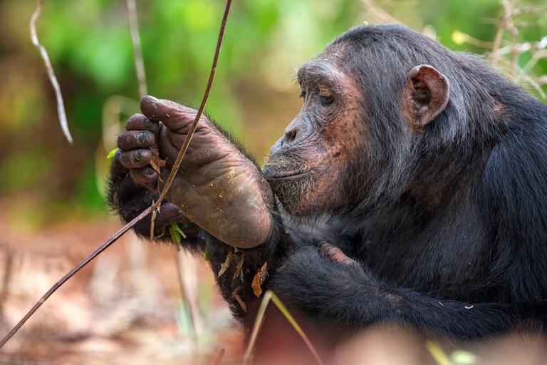 Mahale Chimpanzee SS