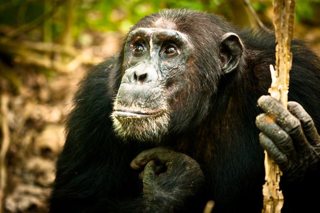 Mahale Chimpanzee close up SS