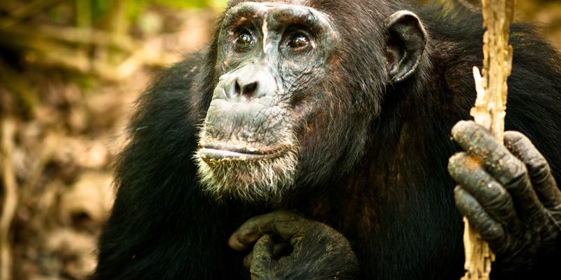 Mahale Chimpanzee close up SS