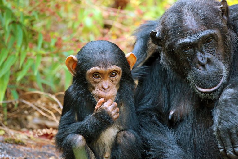 Mahale chimp hugging parent