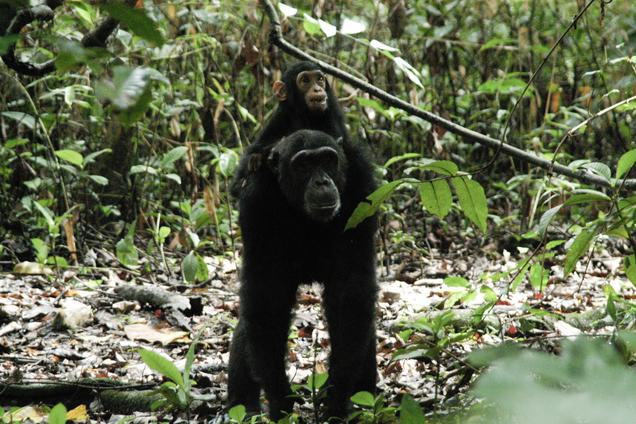 Mahale chimp riding on back