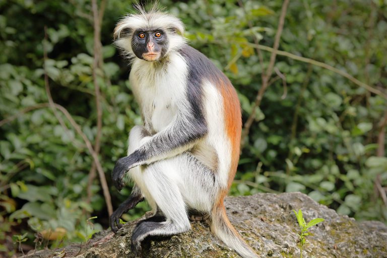 Red Colobus Monkey Tanzania SS