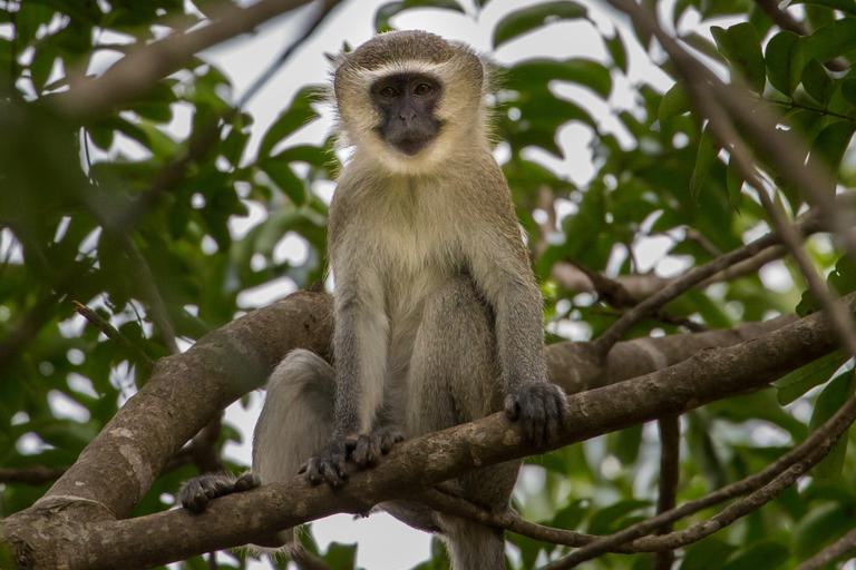 Vervet Monkey SS