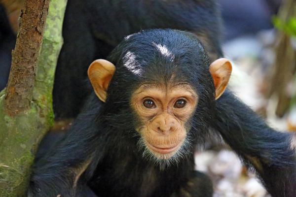 Young Mahale Chimp smile face