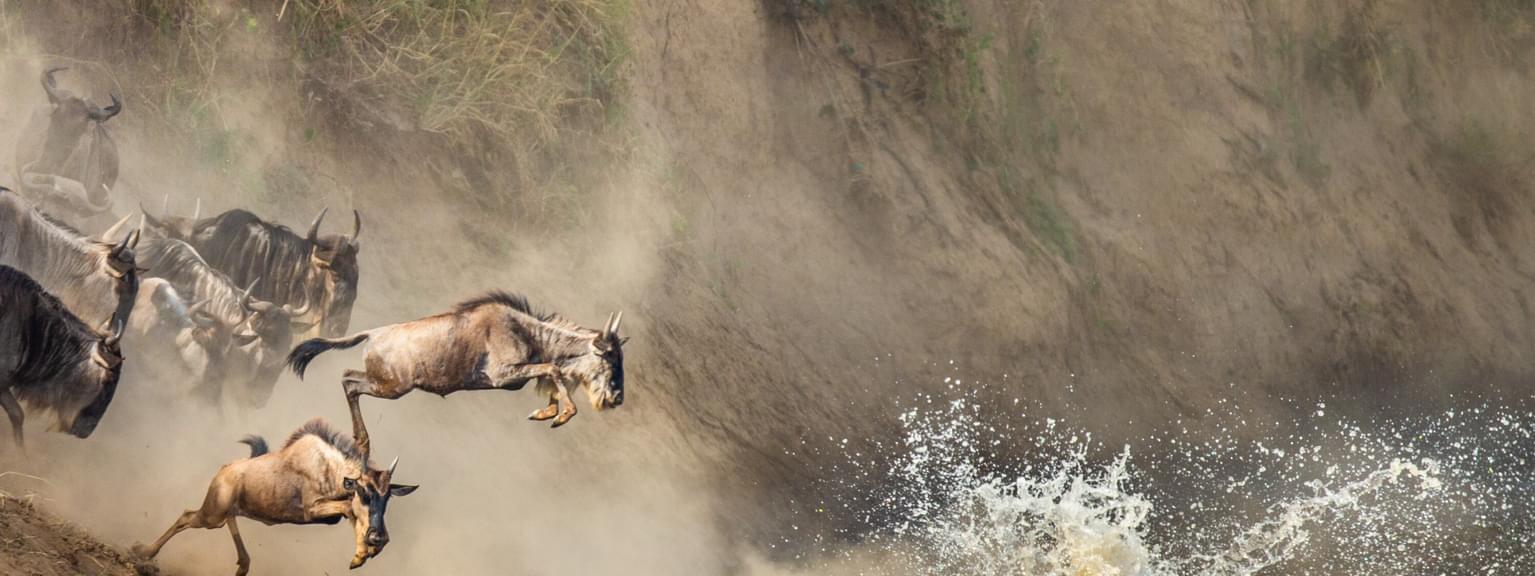 Migration Wildebeest River Crossing SS