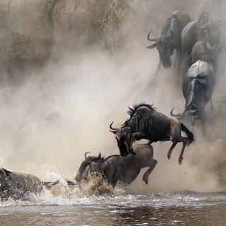 Migration Wildebeest SS