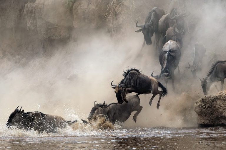 Migration Wildebeest SS