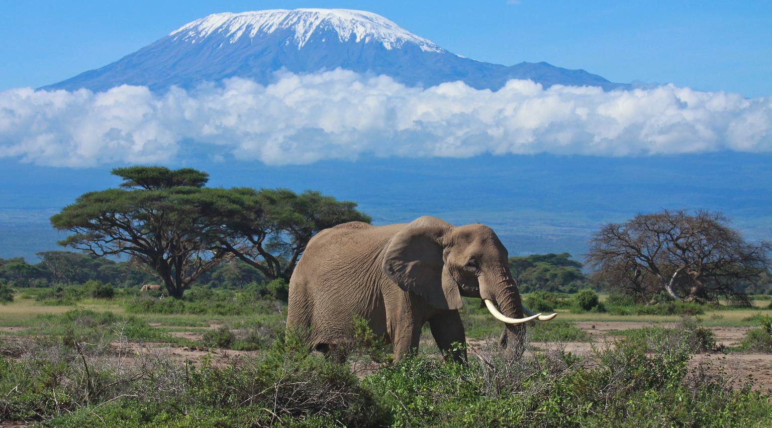 Mount Kilimanjaro Elephant SS