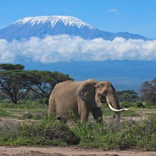 Mount Kilimanjaro Elephant SS