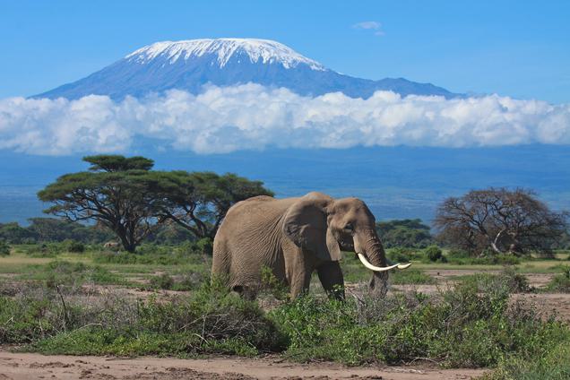 Mount Kilimanjaro Elephant SS