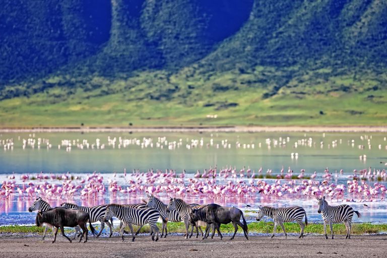 Ngorongoro Crater Lake Flamingos Wildebeest Zebra SS