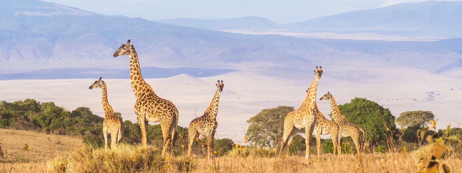 Ngorongoro Crater view with Giraffes SS
