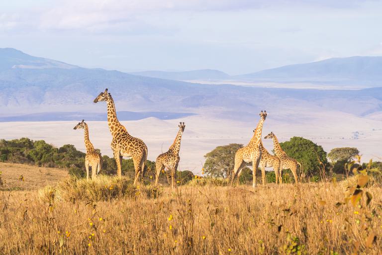 Ngorongoro Crater view with Giraffes SS