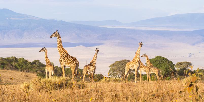 Ngorongoro Crater view with Giraffes SS