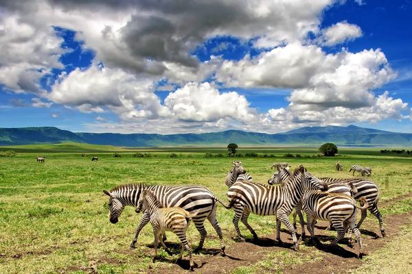 Ngorongoro crater Zebra family SS