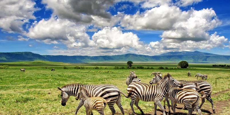 Ngorongoro crater Zebra family SS