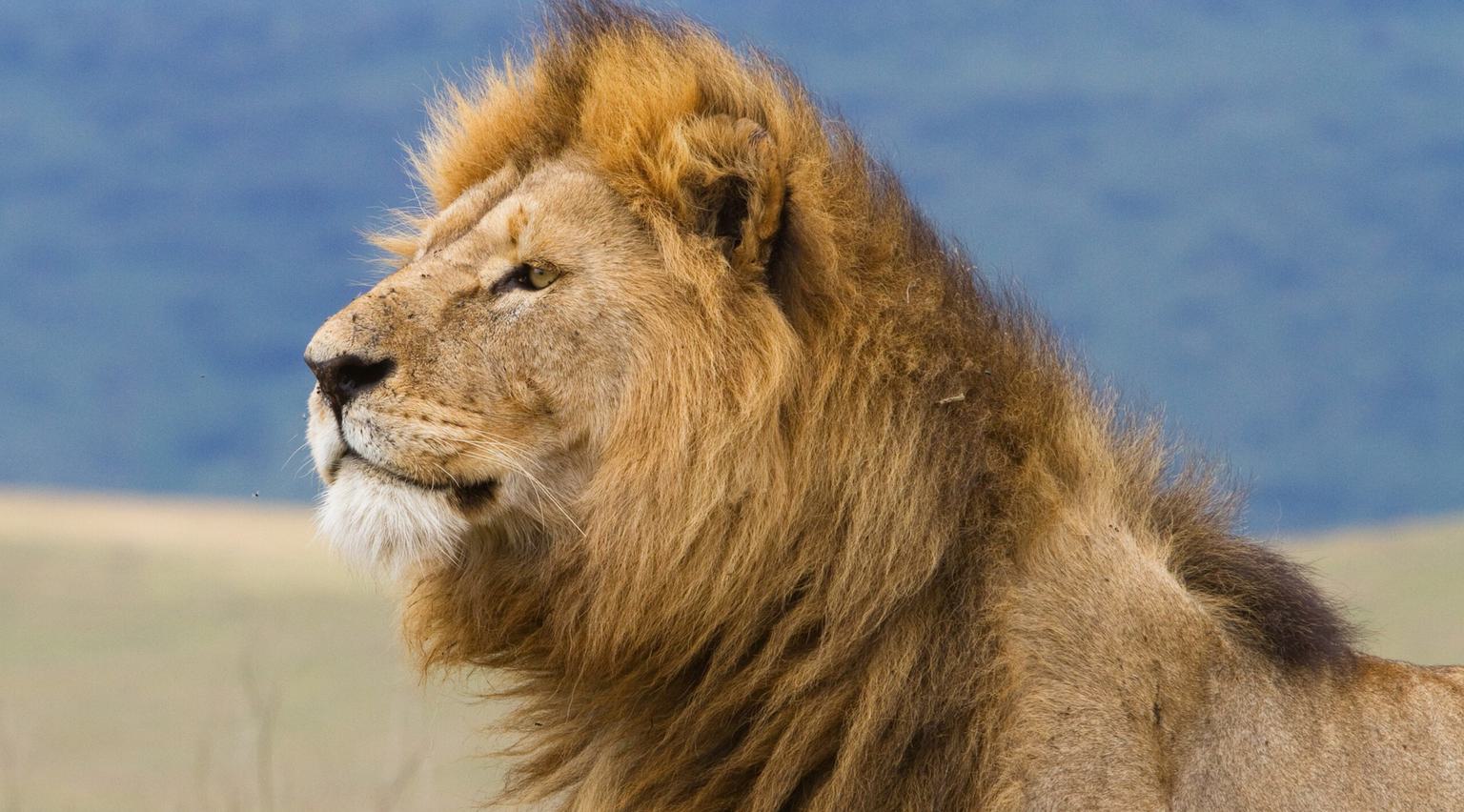 Ngorongoro crater lion head Itinerary Hero SS