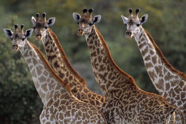 4 giraffe Nyerere SS