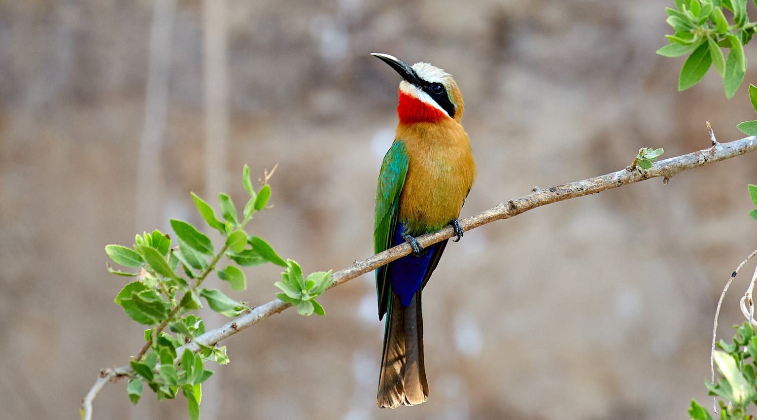 Bee Eater Nyerere SS