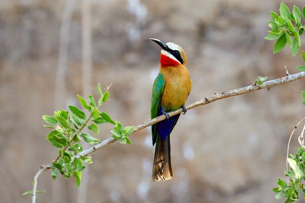 Bee Eater Nyerere SS