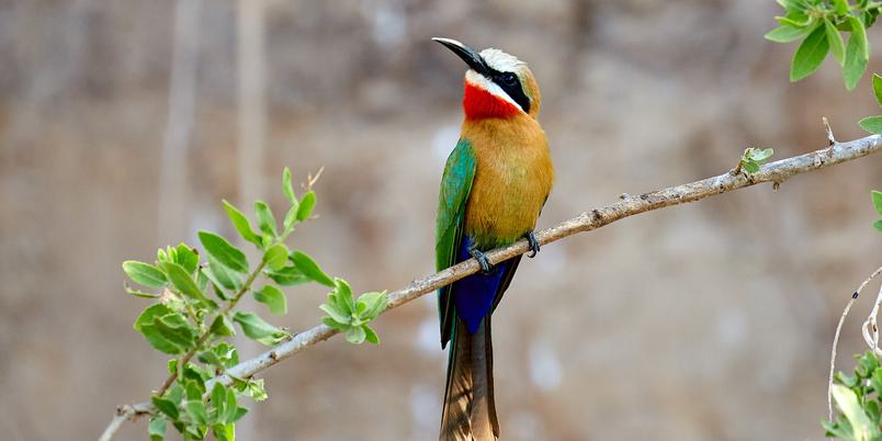 Bee Eater Nyerere SS