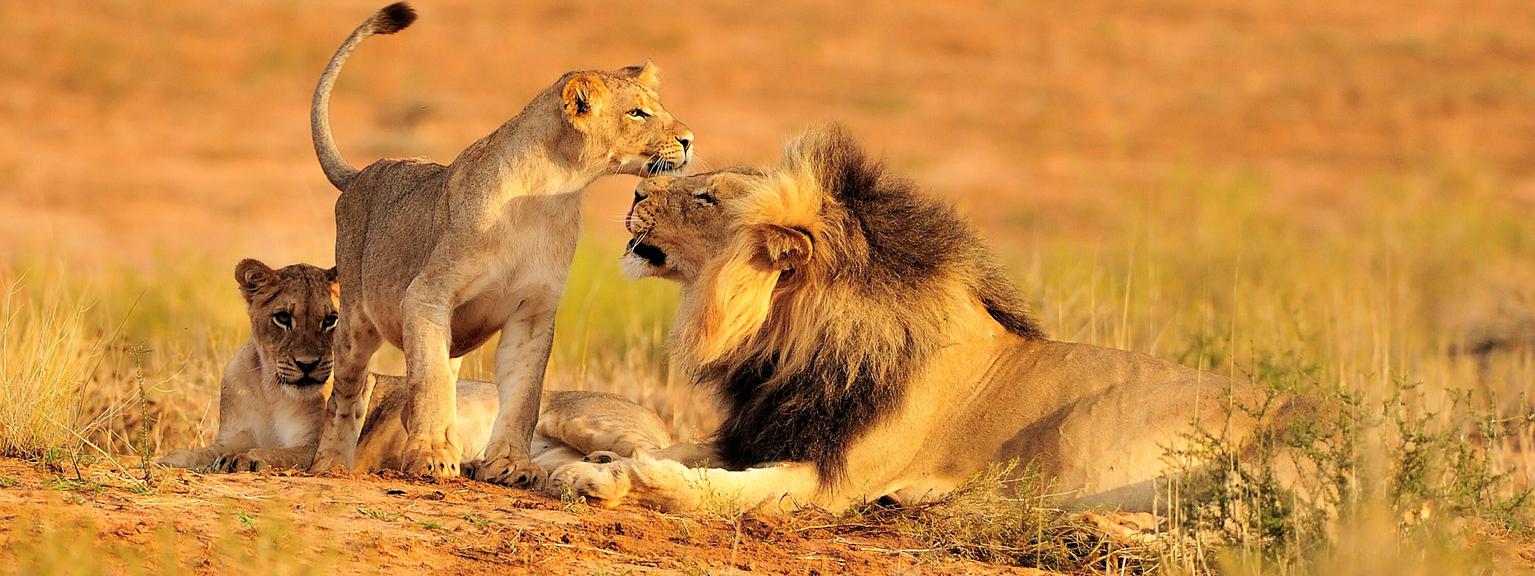 Lion family Nyerere SS