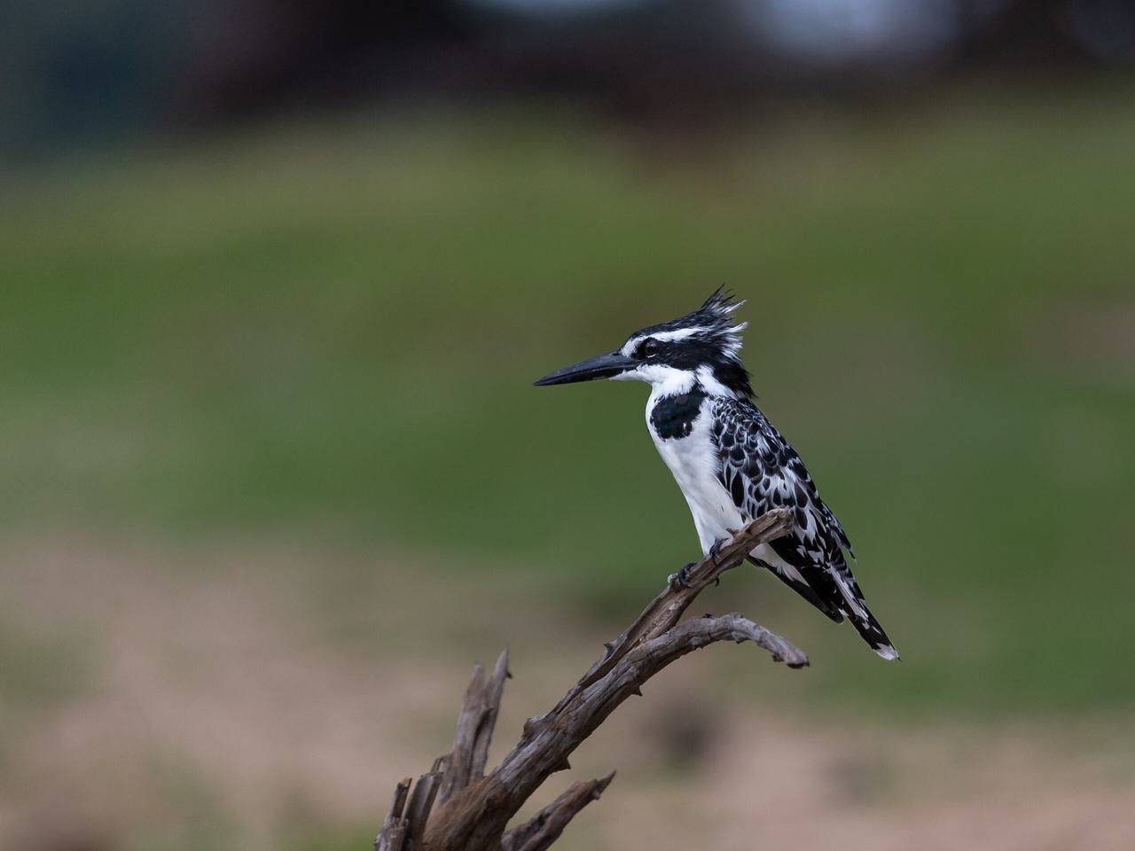 Pied Kingfisher Nyerere Itinerary Hero SS
