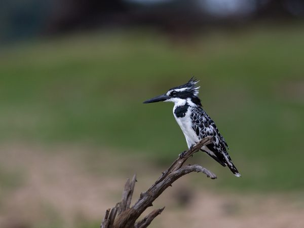 Pied Kingfisher Nyerere Itinerary Hero SS