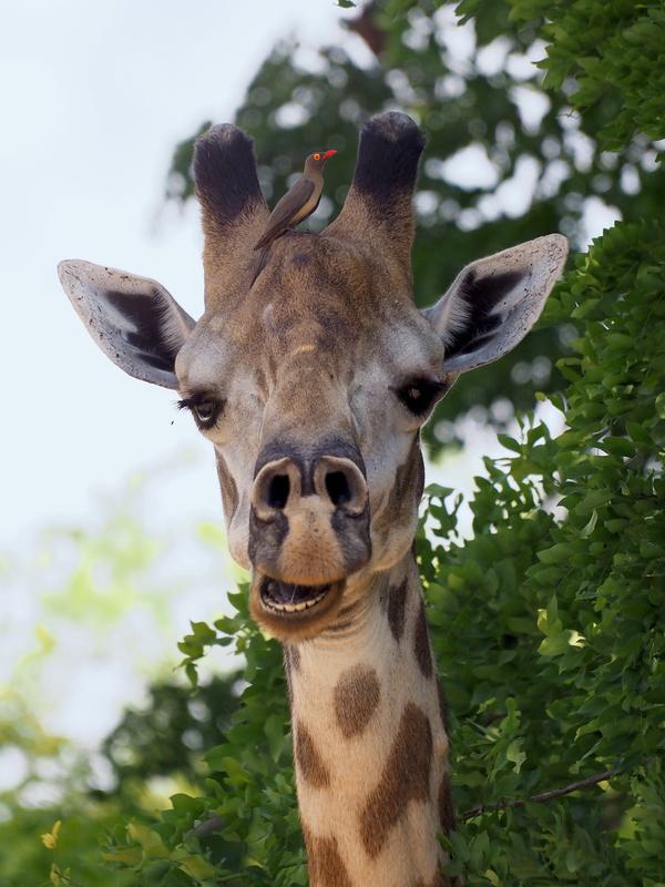 Siwandu Ivan Giraffe portrait