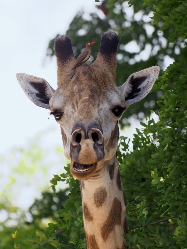 Siwandu Ivan Giraffe portrait