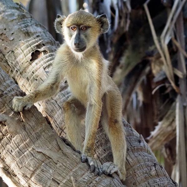 Siwandu Wildlife Baboon portrait