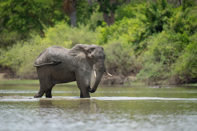 Siwandu wildlife elephant in river
