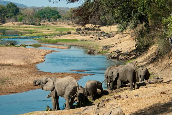 Elephants at Ruaha River SS