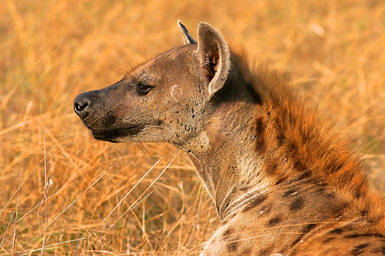 Ruaha Hyena close up SS